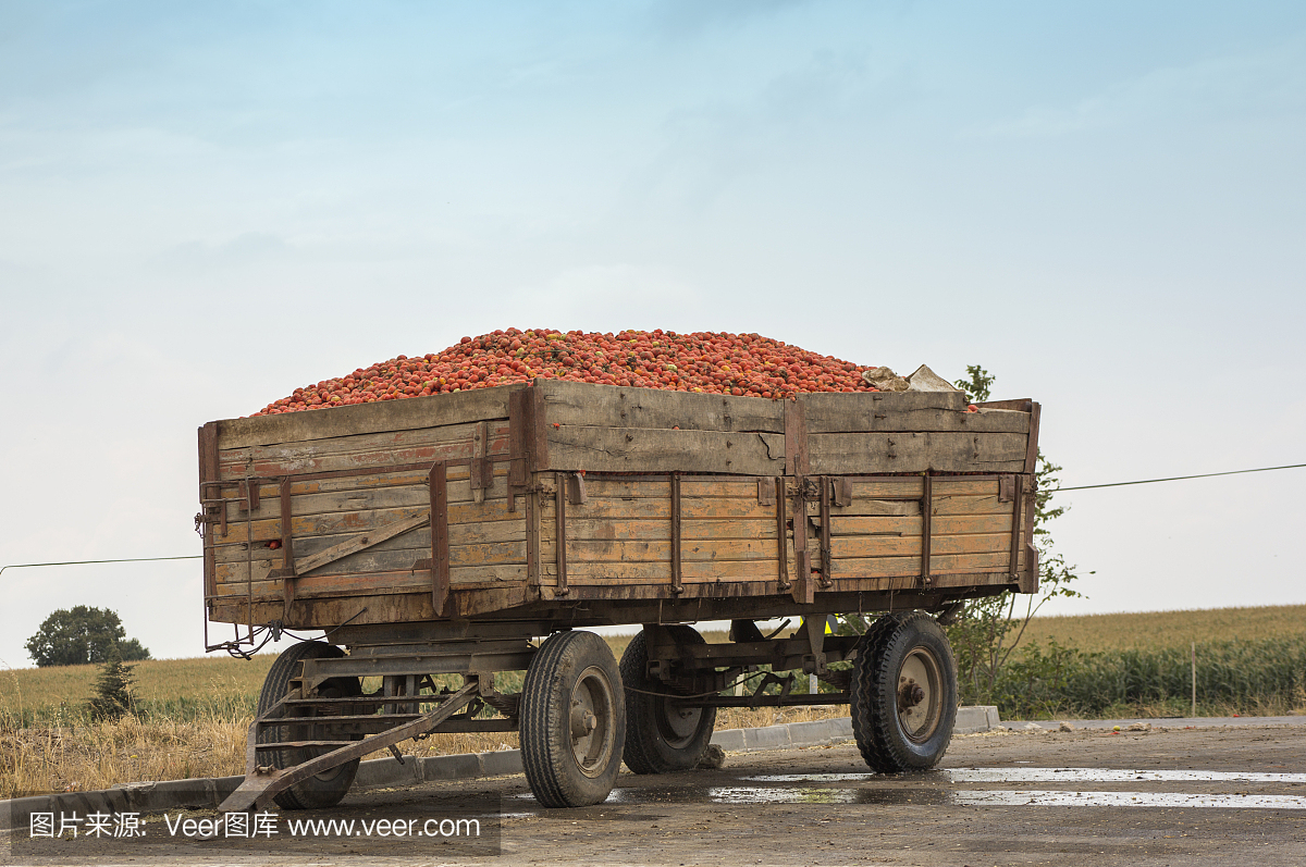 在班德玛巴利克西尔的火鸡工厂里,卡车拖车装载着西红柿